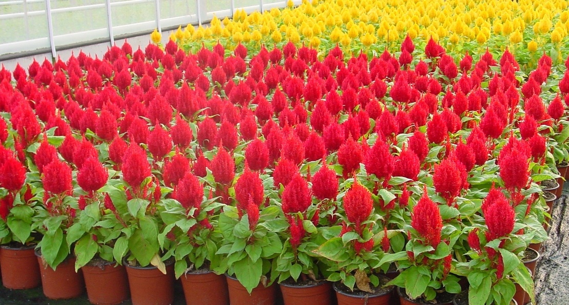 Celosia First Flame