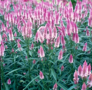 Celosia Pink Panther