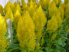 Celosia Sunday yellow